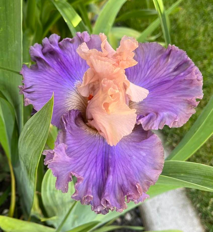 Photo of Tall Bearded Iris (Iris 'Arrivederci') uploaded by MaryDurtschi