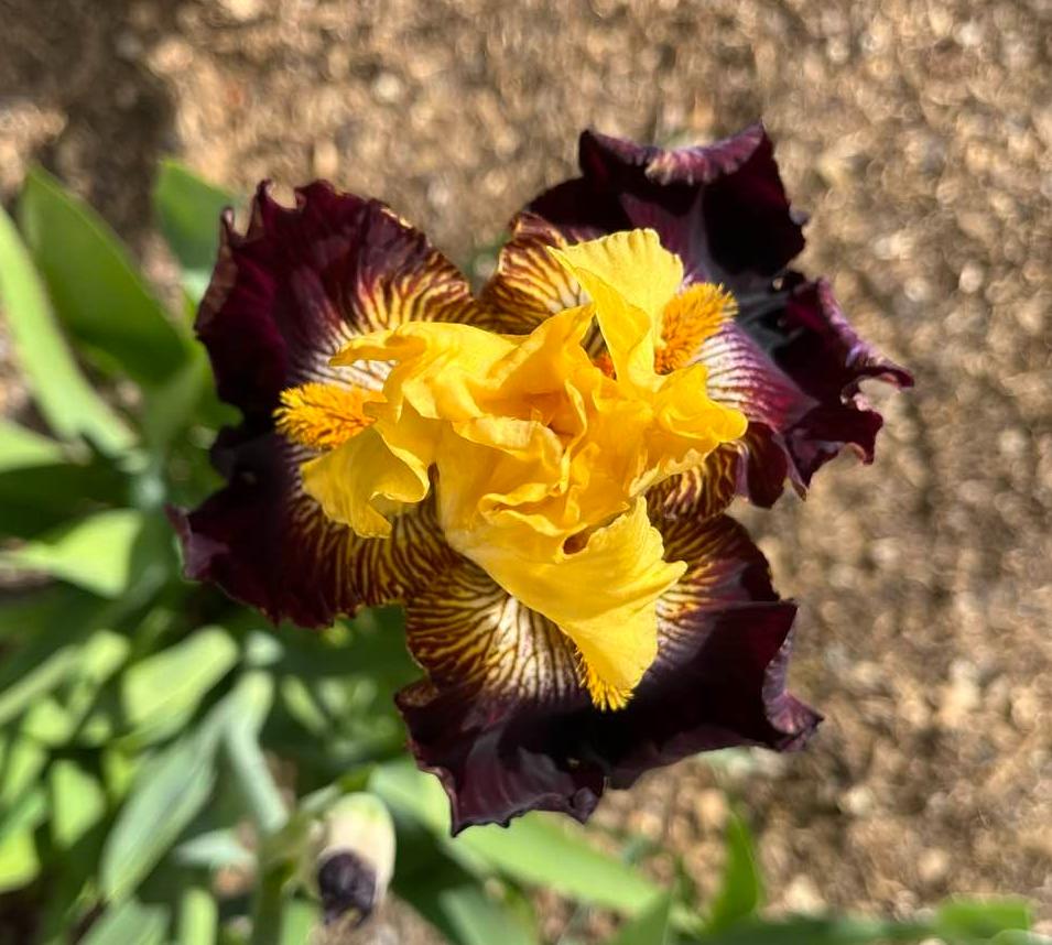 Photo of Tall Bearded Iris (Iris 'Reckless Abandon') uploaded by MaryDurtschi