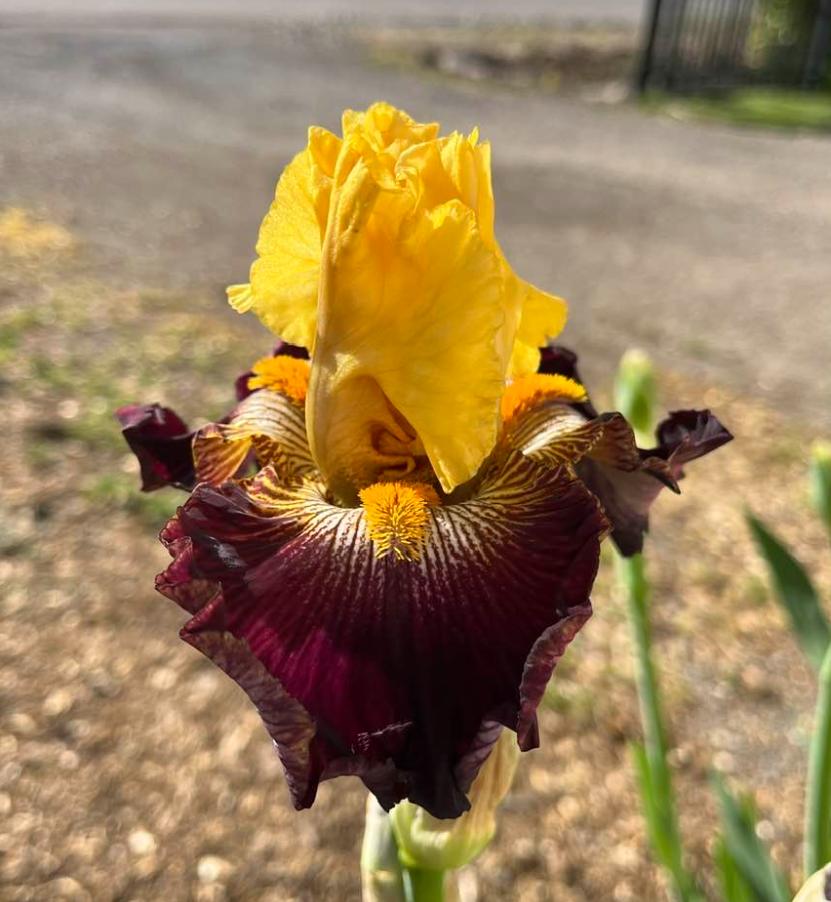 Photo of Tall Bearded Iris (Iris 'Reckless Abandon') uploaded by MaryDurtschi