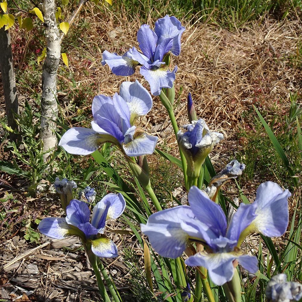 Photo of Siberian Iris (Iris 'Harpswell Snowburst') uploaded by Orsola