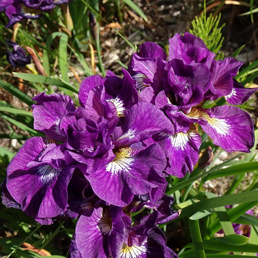 Photo of Siberian Iris (Iris 'Shebang') uploaded by Orsola