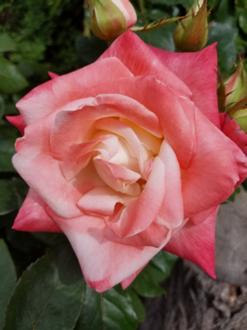 Photo of Rose (Rosa 'Gemini') uploaded by jimroberts8
