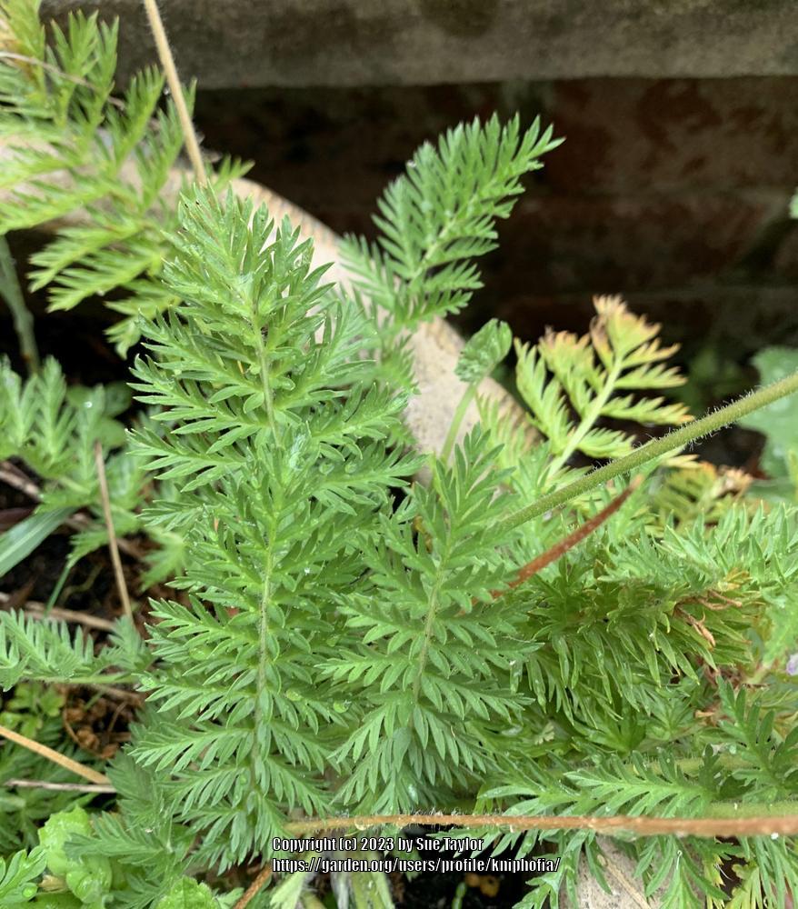 Photo of Manescau Erodium (Erodium manescavii) uploaded by kniphofia