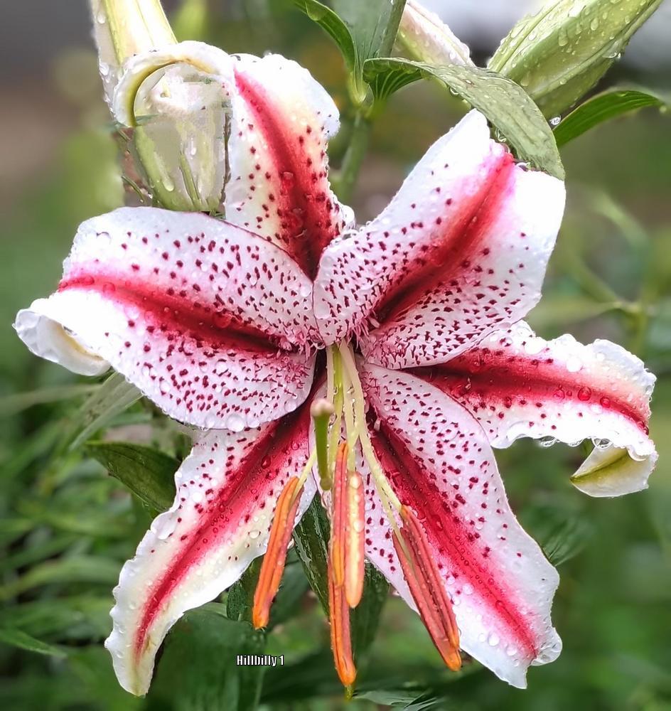 Photo of Oriental Lily (Lilium 'Dizzy') uploaded by HoodLily
