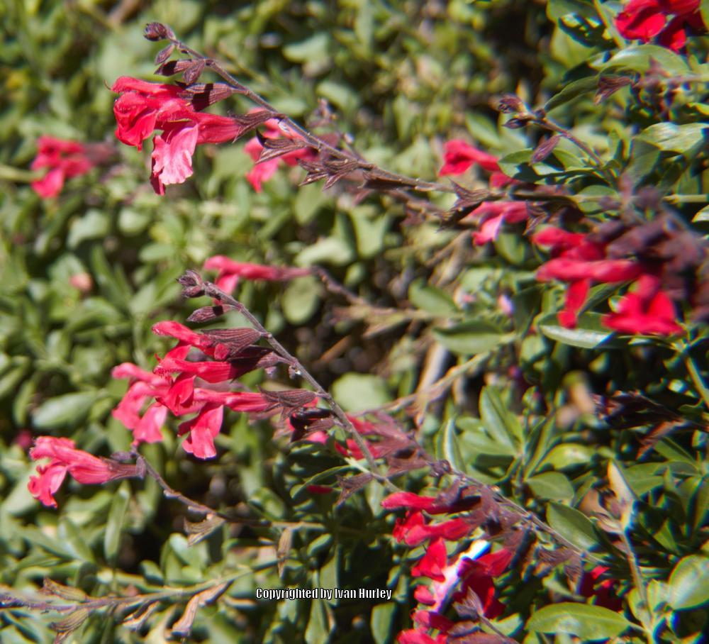 Photo of Autumn Sage (Salvia greggii) uploaded by Ivan_N_Tx