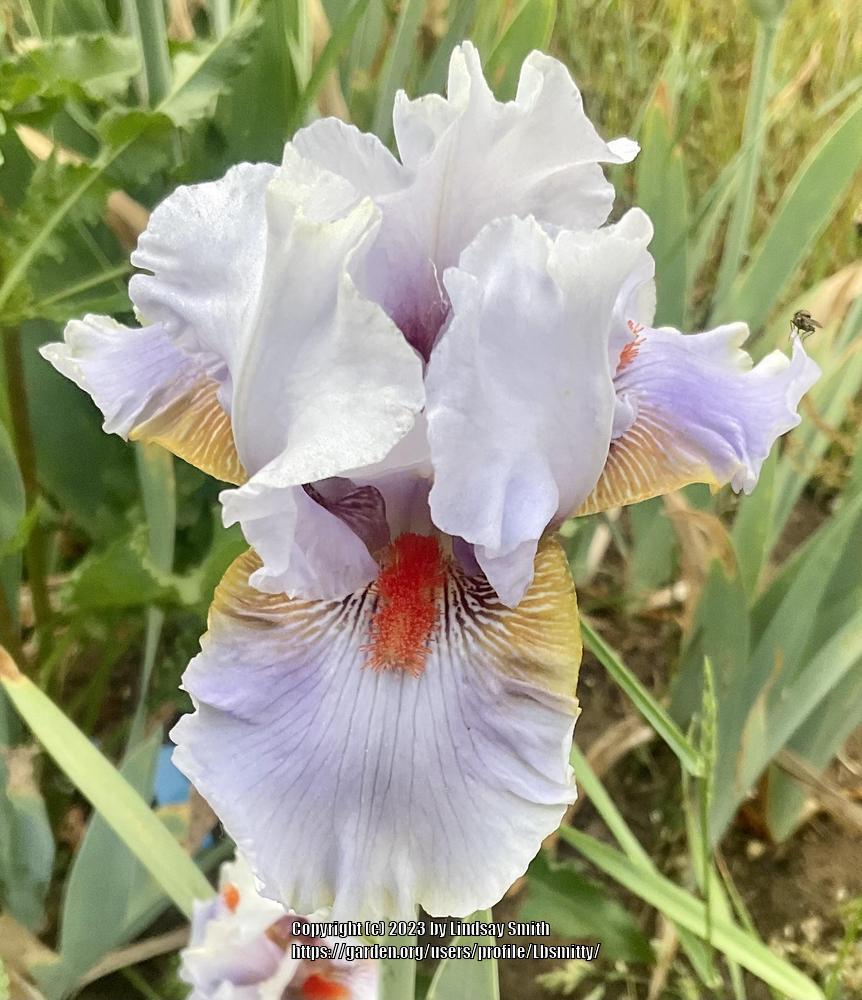 Photo of Tall Bearded Iris (Iris 'Scented Wonder') uploaded by Lbsmitty