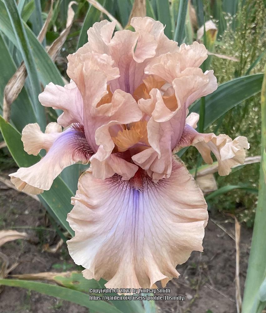 Photo of Tall Bearded Iris (Iris 'I Must Have It') uploaded by Lbsmitty
