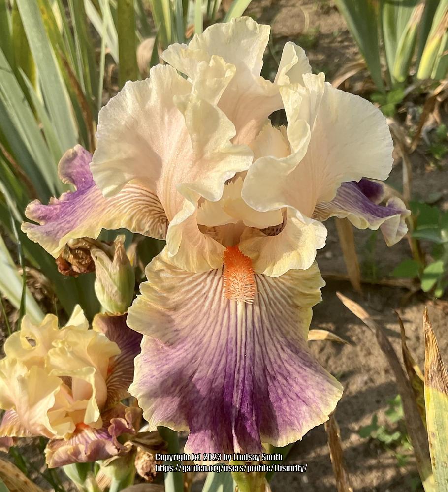 Photo of Tall Bearded Iris (Iris 'Carnival of Color') uploaded by Lbsmitty