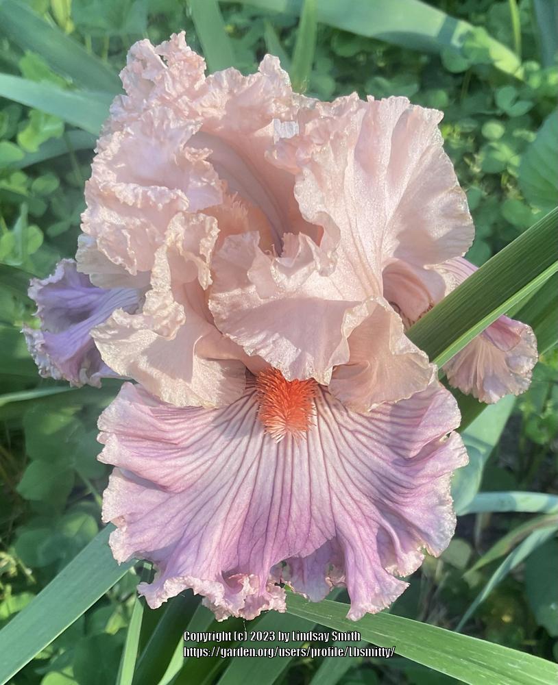 Photo of Tall Bearded Iris (Iris 'Georgette Silk') uploaded by Lbsmitty