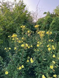 Photo of Evening Primrose (Oenothera glazioviana 'Tina James' Magic') uploaded by SunnyinMichigan