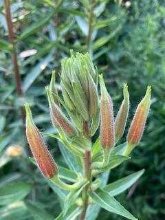 Photo of Evening Primrose (Oenothera glazioviana 'Tina James' Magic') uploaded by SunnyinMichigan
