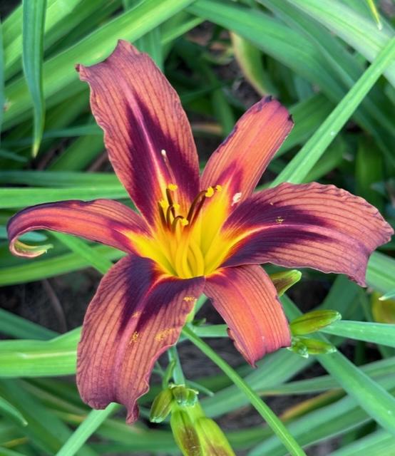 Photo of Daylily (Hemerocallis 'Brown Witch') uploaded by jkporter