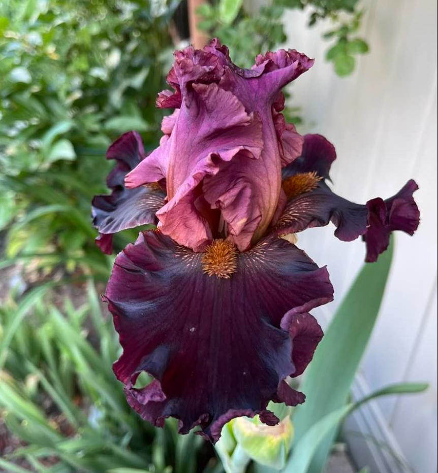 Photo of Tall Bearded Iris (Iris 'Smoky Shadows') uploaded by MaryDurtschi