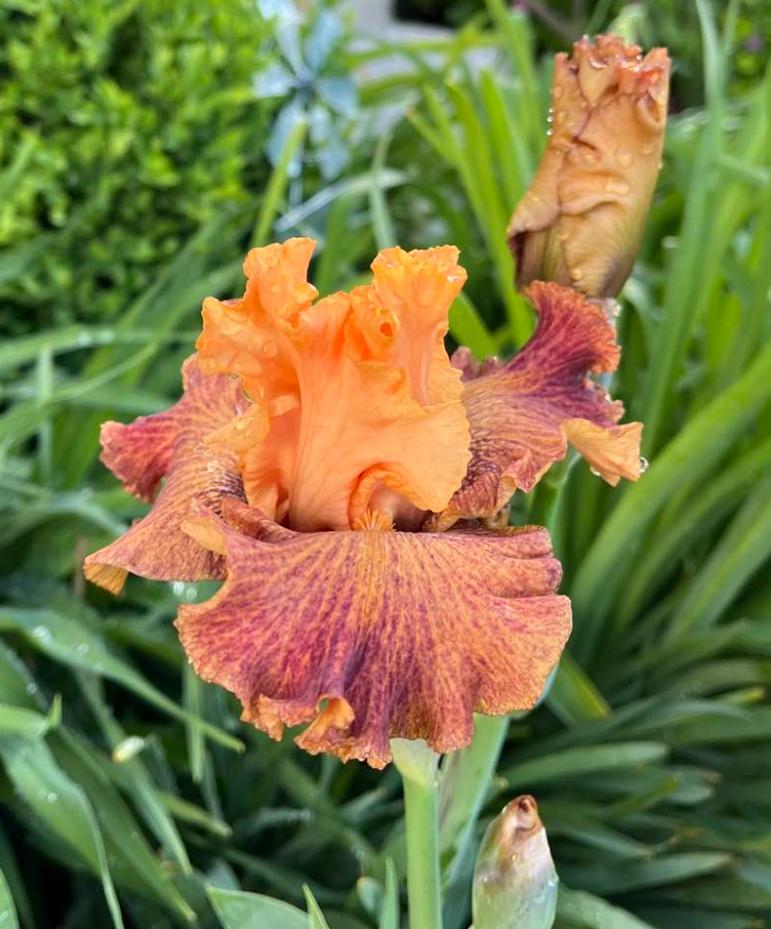 Photo of Border Bearded Iris (Iris 'Wild') uploaded by MaryDurtschi