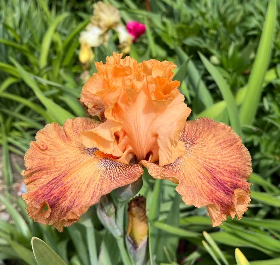 Photo of Border Bearded Iris (Iris 'Wild') uploaded by MaryDurtschi