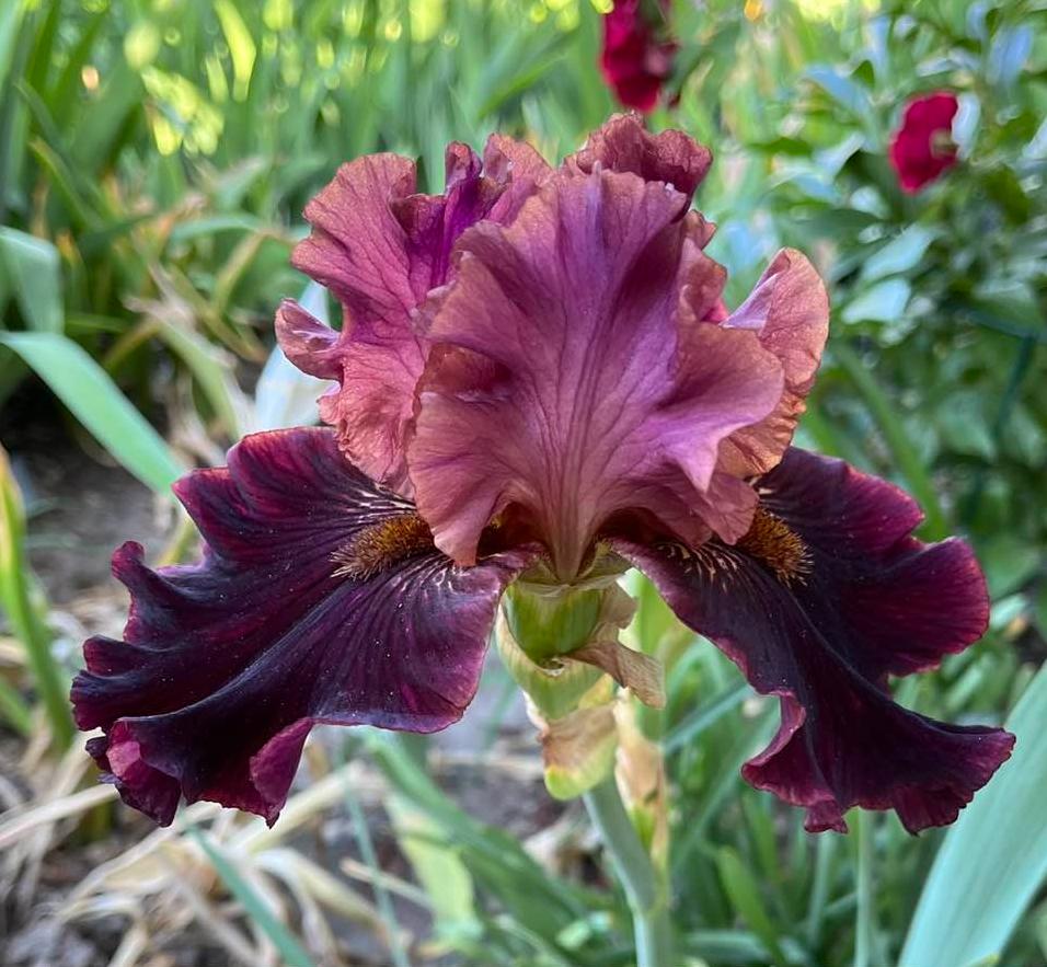 Photo of Tall Bearded Iris (Iris 'Smoky Shadows') uploaded by MaryDurtschi