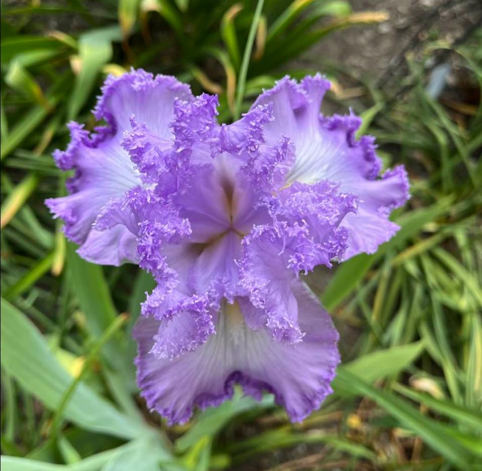Photo of Tall Bearded Iris (Iris 'Super Model') uploaded by MaryDurtschi