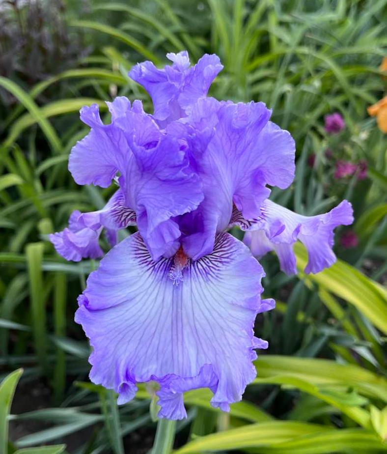 Photo of Tall Bearded Iris (Iris 'Sweet Geisha') uploaded by MaryDurtschi