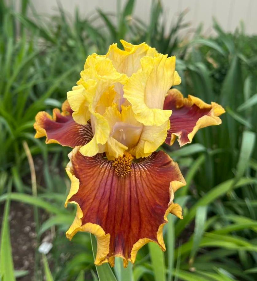 Photo of Tall Bearded Iris (Iris 'Seasons in the Sun') uploaded by MaryDurtschi