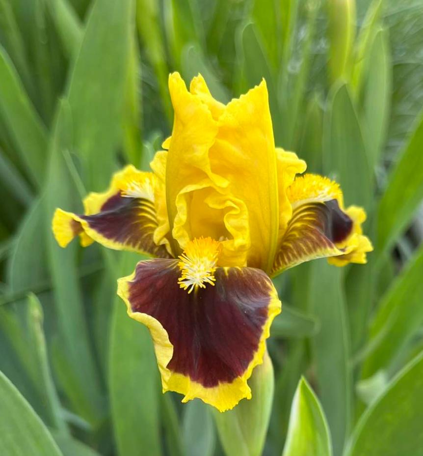 Photo of Standard Dwarf Bearded Iris (Iris 'Ultimate') uploaded by MaryDurtschi
