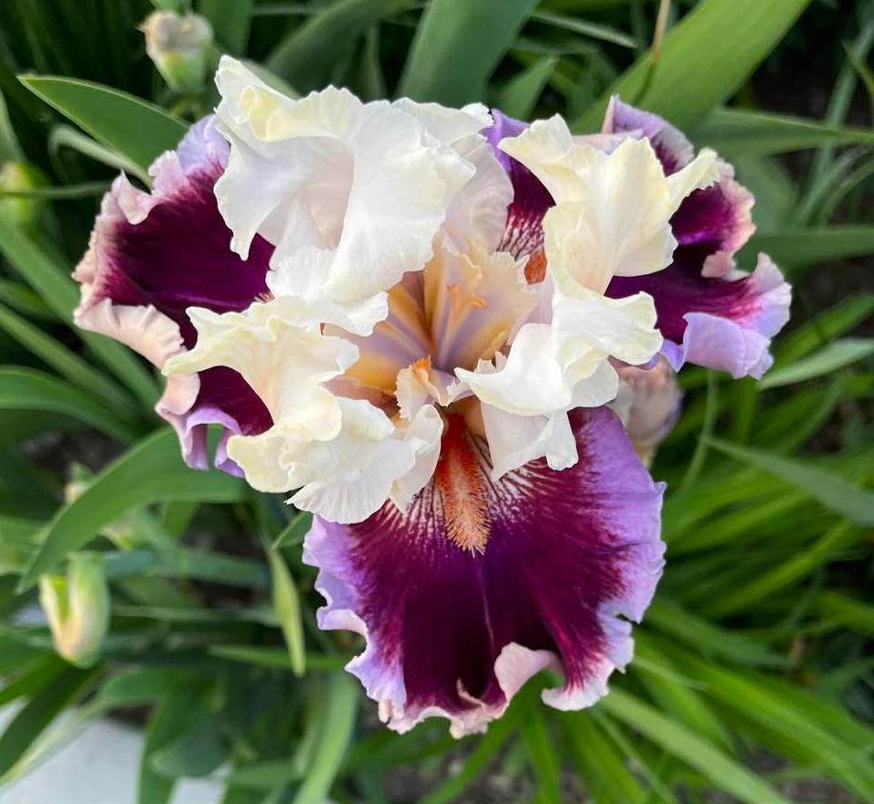Photo of Tall Bearded Iris (Iris 'Strawberry Freeze') uploaded by MaryDurtschi