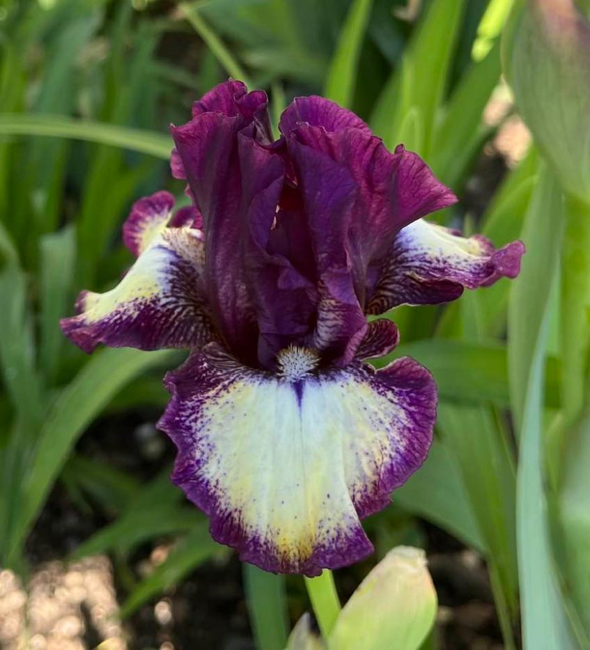 Photo of Intermediate Bearded Iris (Iris 'Spectator') uploaded by MaryDurtschi