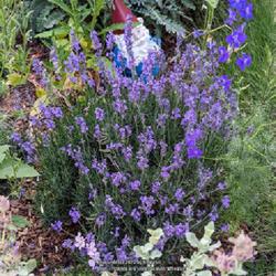 Location: My garden in Albuquerque, NM Zone 7b
Date: 2023-06-16
Happy in the heat, great color