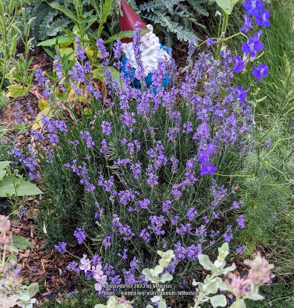 Photo of English Lavender (Lavandula angustifolia 'Munstead') uploaded by NMoasis