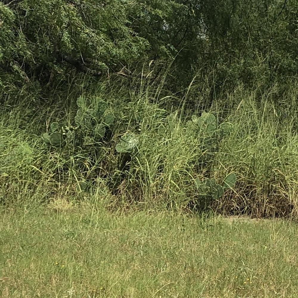 Photo of Texas Pricklypear (Opuntia engelmannii var. lindheimeri) uploaded by sedumzz