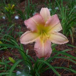 Location: Statesboro, Georgia
Date: 2023-06-22
first time blooming in my garden