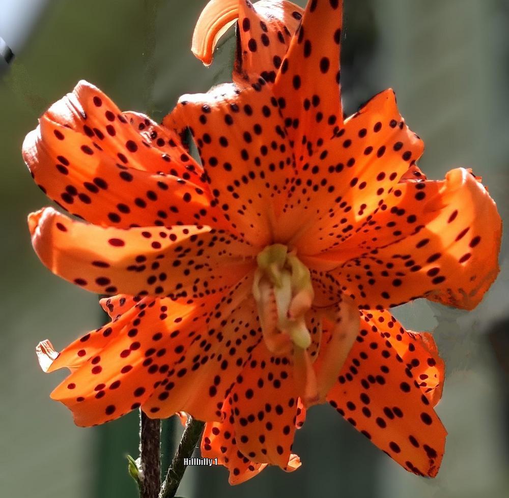 Photo of Double Tiger Lily (Lilium lancifolium 'Flore Pleno') uploaded by HoodLily