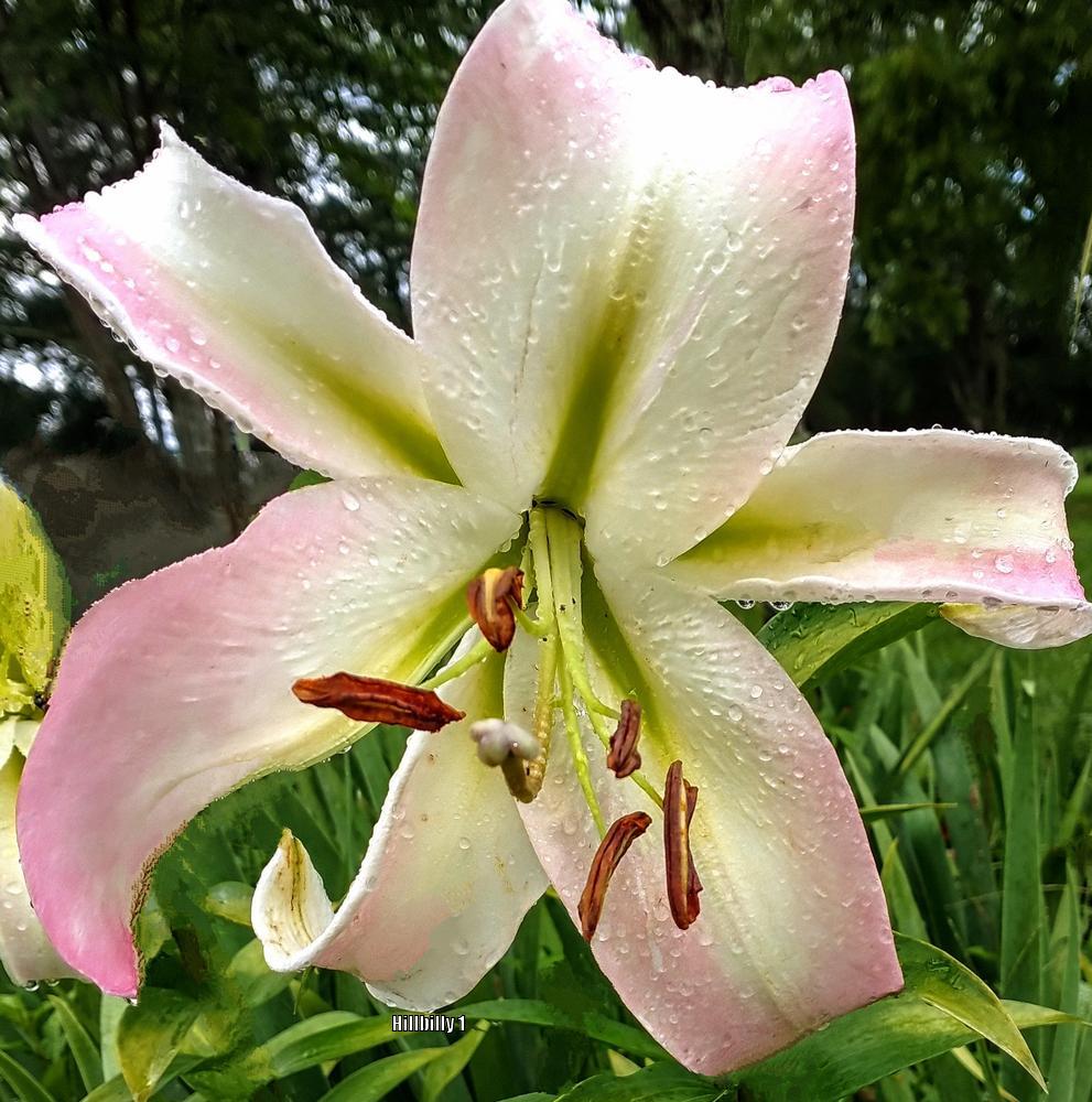 Photo of Lily (Lilium 'Pretty Woman') uploaded by HoodLily