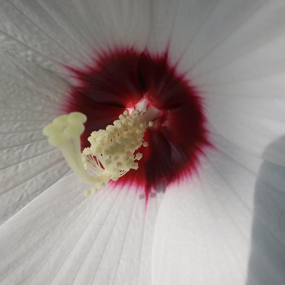 Photo of Hybrid Hardy Hibiscus (Hibiscus Luna™ White) uploaded by TomatoNut95