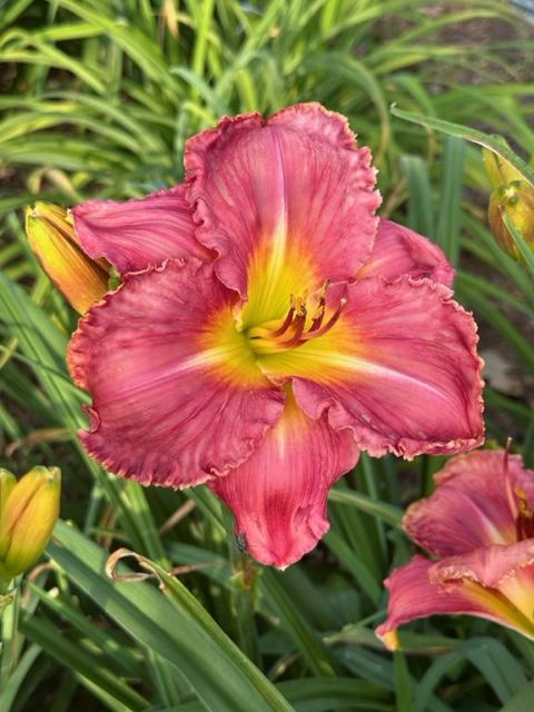 Photo of Daylily (Hemerocallis 'In the Heart of It All') uploaded by jkporter