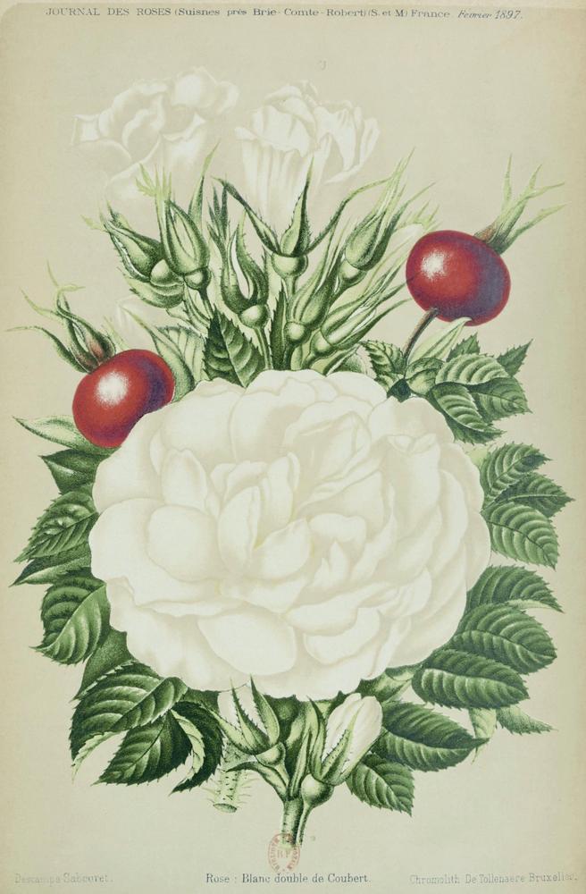 Photo of Hybrid Rugosa Rose (Rosa 'Blanc Double de Coubert') uploaded by scvirginia