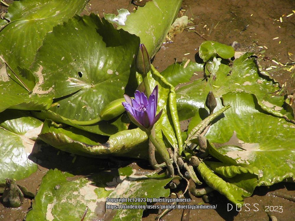 Photo of Blue Lotus of the Nile Lily (Nymphaea nouchali var. caerulea) uploaded by Huertayjardineria