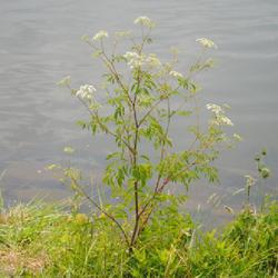 Location: Hopewell Furnace, Pennsylvania
Date: 2023-06-19
a wild specimen along Hopewell Lake in bloom