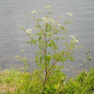 a wild specimen along Hopewell Lake in bloom
