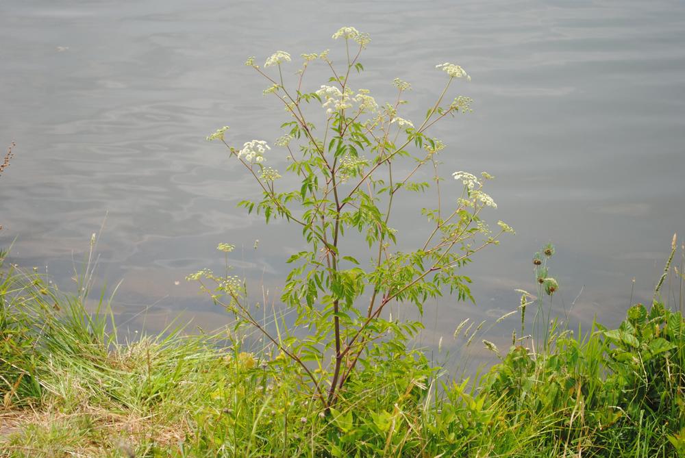 Photo of Water-Hemlock (Cicuta maculata) uploaded by ILPARW