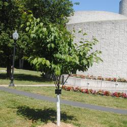 Location: Reading, Pennsylvania
Date: 2023-05-31
newly planted young tree at Reading Museum grounds