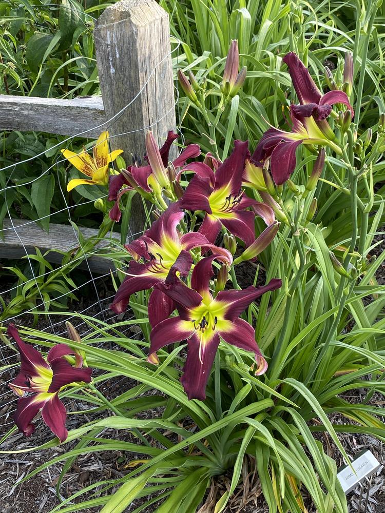 Photo of Daylily (Hemerocallis 'Arms to Heaven') uploaded by Legalily
