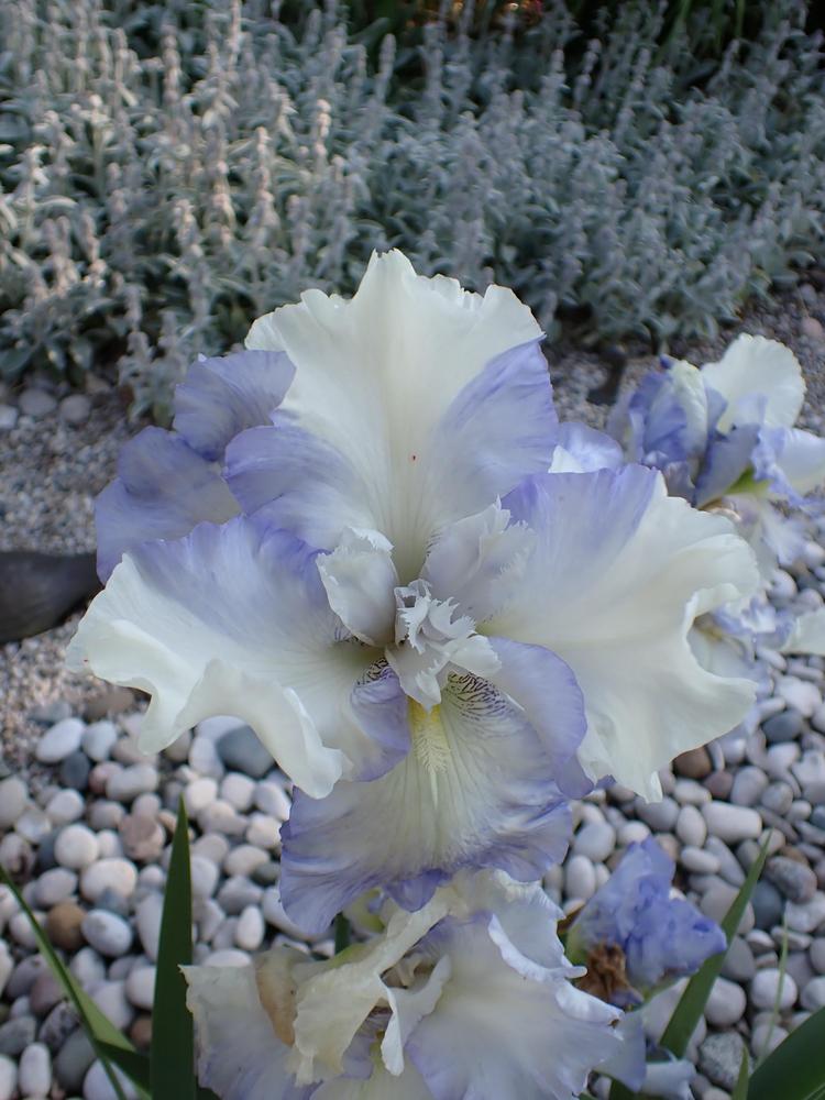 Photo of Tall Bearded Iris (Iris 'Fluffy Pillows') uploaded by Vals_Garden