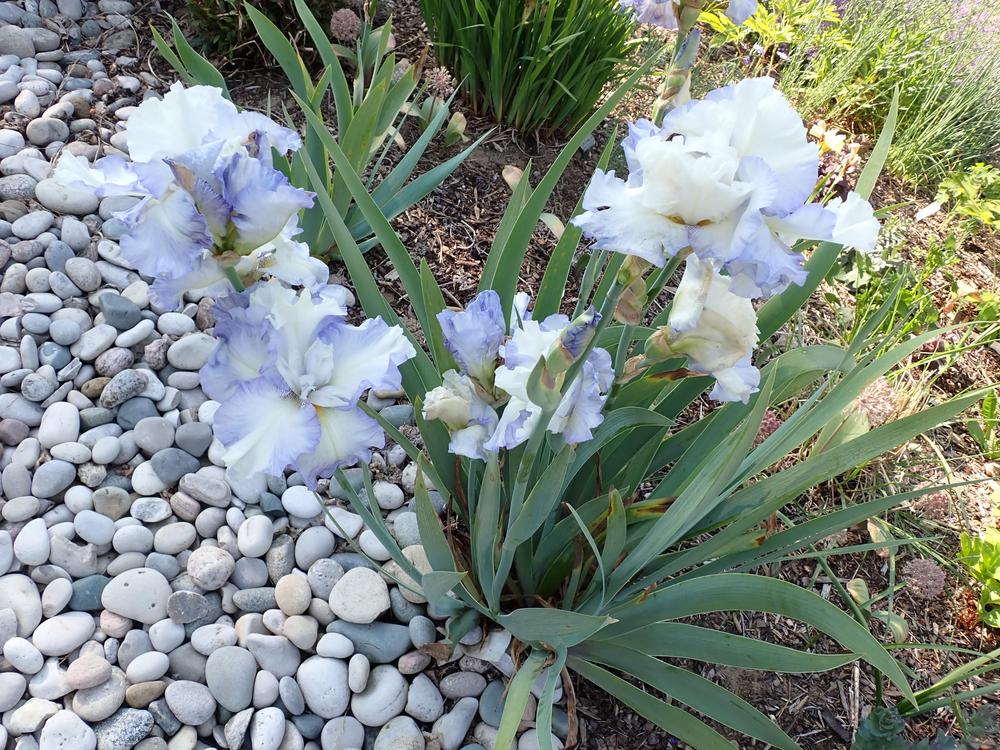 Photo of Tall Bearded Iris (Iris 'Fluffy Pillows') uploaded by Vals_Garden