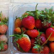 Strawberry (Fragaria x ananassa 'Pineberry') on the left, regular