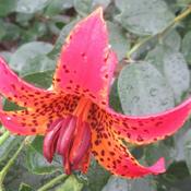 Canada Lily (Lilium canadense).