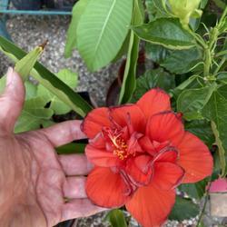 Location: My garden 
Date: 2023-06-20
Double red hibiscus