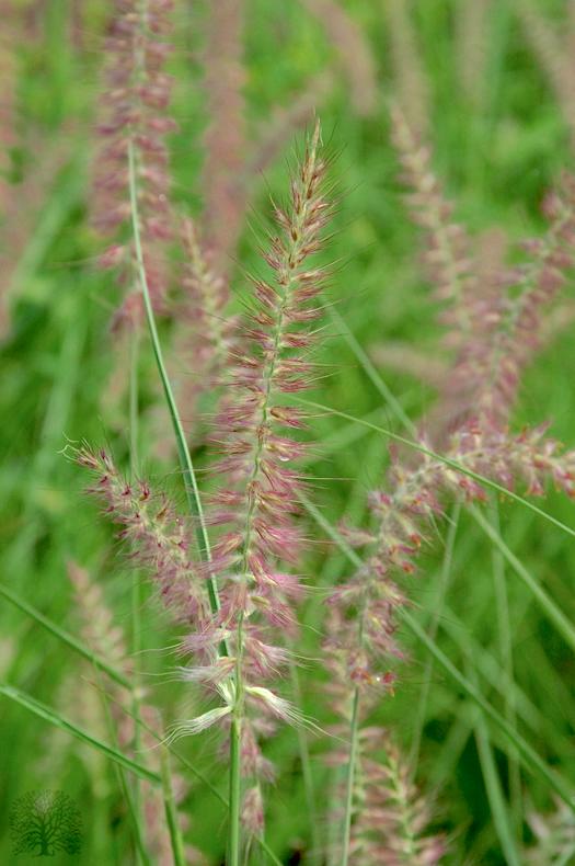 Photo of Oriental Fountain Grass (Cenchrus orientalis 'Karley Rose') uploaded by scvirginia