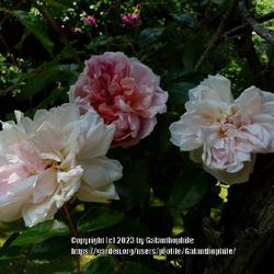Location: Alnwick Garden, Northumberland, England UK 
Date: 2023-06-22
Rosa Léontine Gervais
