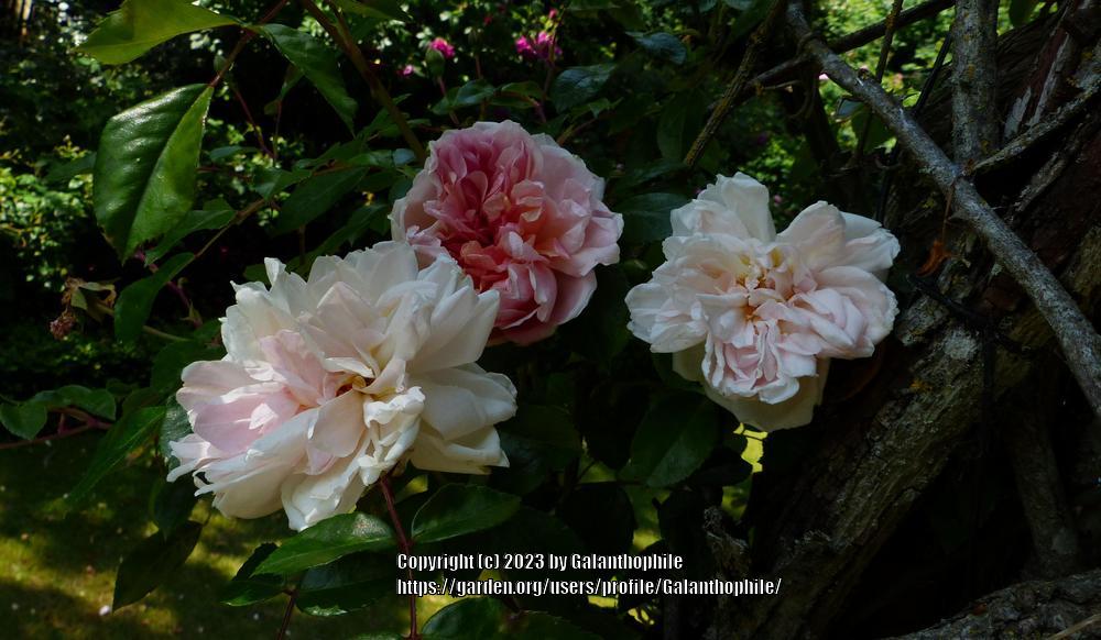 Photo of Rose (Rosa 'Leontine Gervais') uploaded by Galanthophile