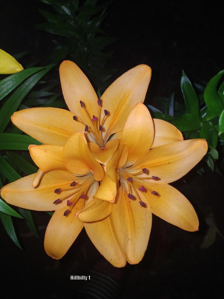 Photo of Lily (Lilium 'Menorca') uploaded by HoodLily